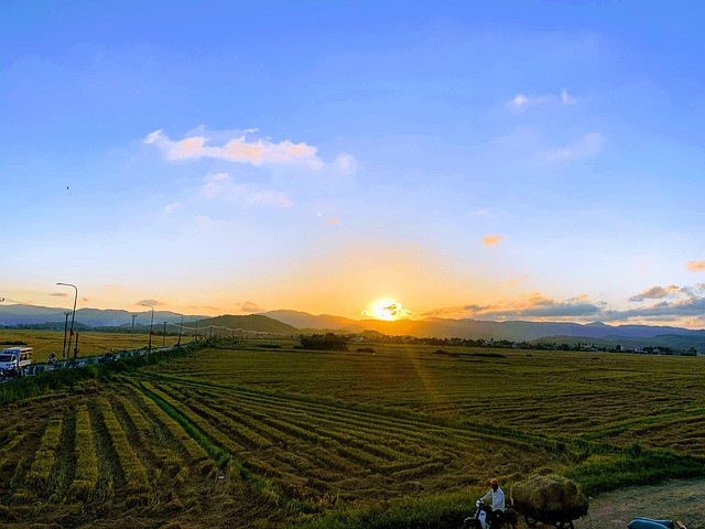 Free Sunset Rice Harvest photo and picture