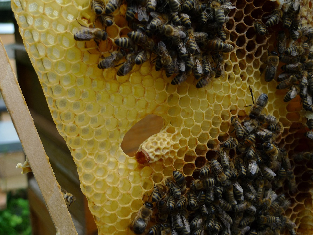Les Abeilles Apiculture - Photo gratuite sur Pixabay - Pixabay