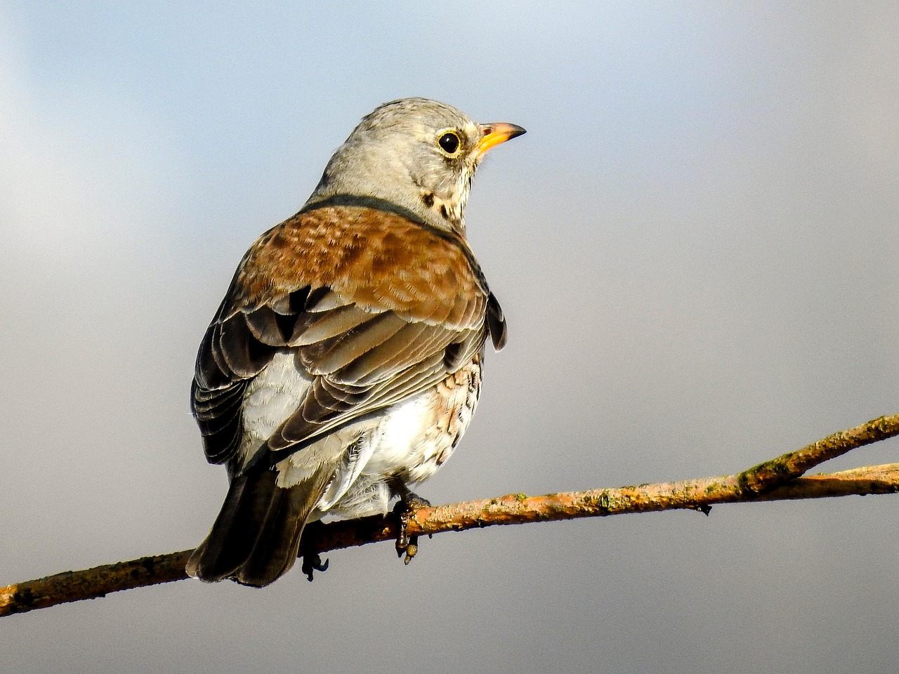 Fieldfare Bird Plumage Free photo on Pixabay Pixabay