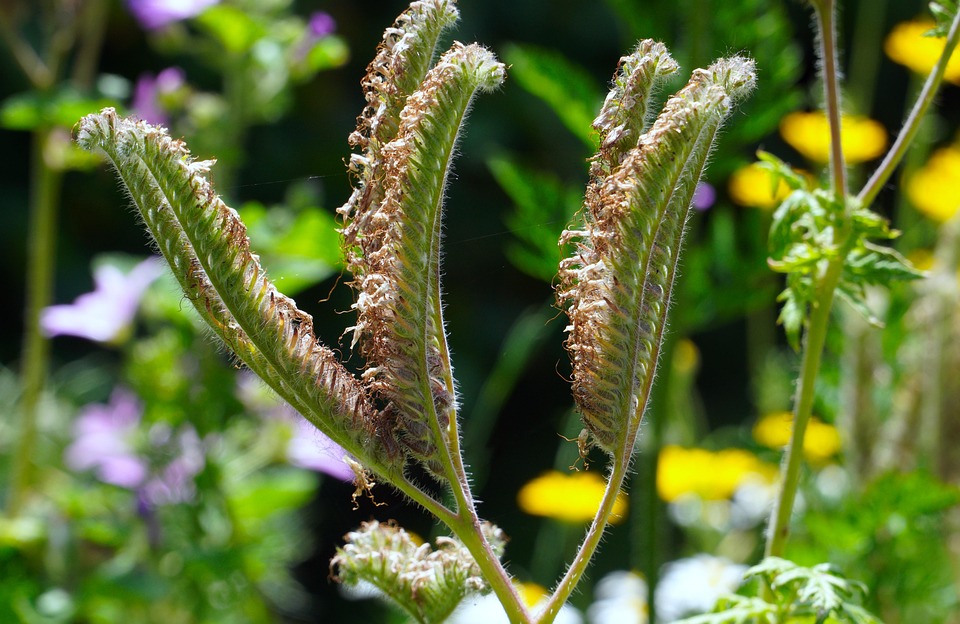 Phacelia Blommor Växt - Gratis foto på Pixabay - Pixabay