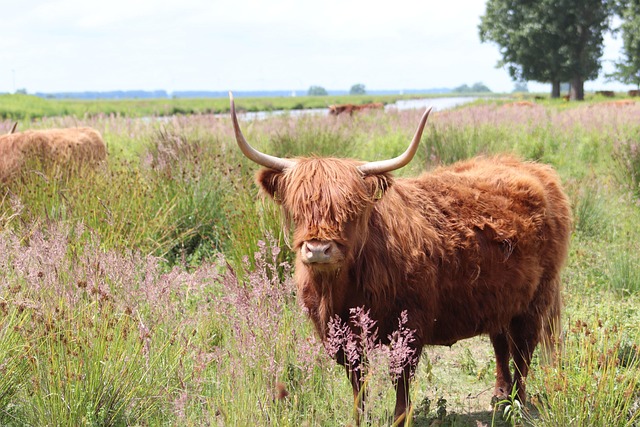 Free Cow Horns photo and picture