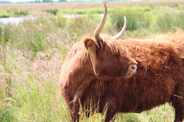 Free Cow Horns photo and picture