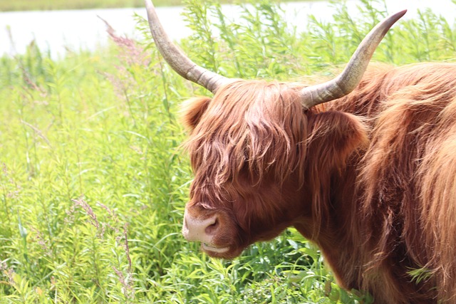 Free Highlander Cow photo and picture