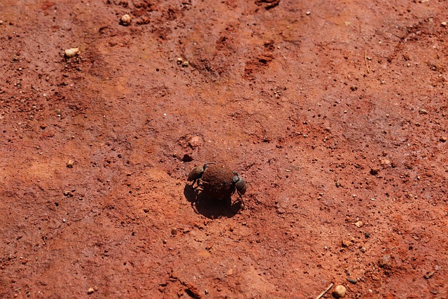 Free Dung Beetle Beetle photo and picture