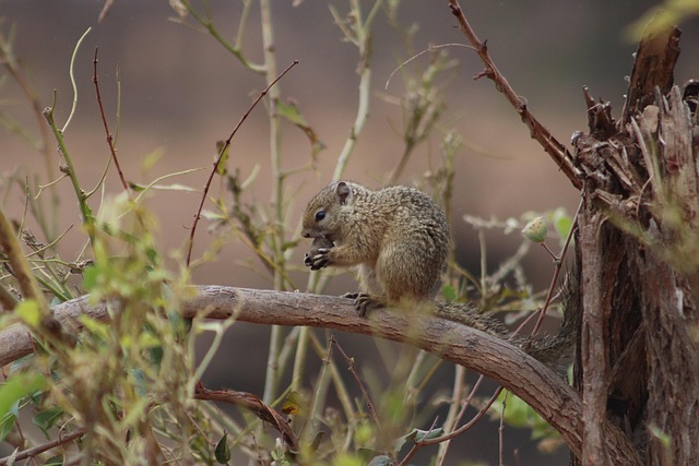 Free Squirrel Rodent photo and picture