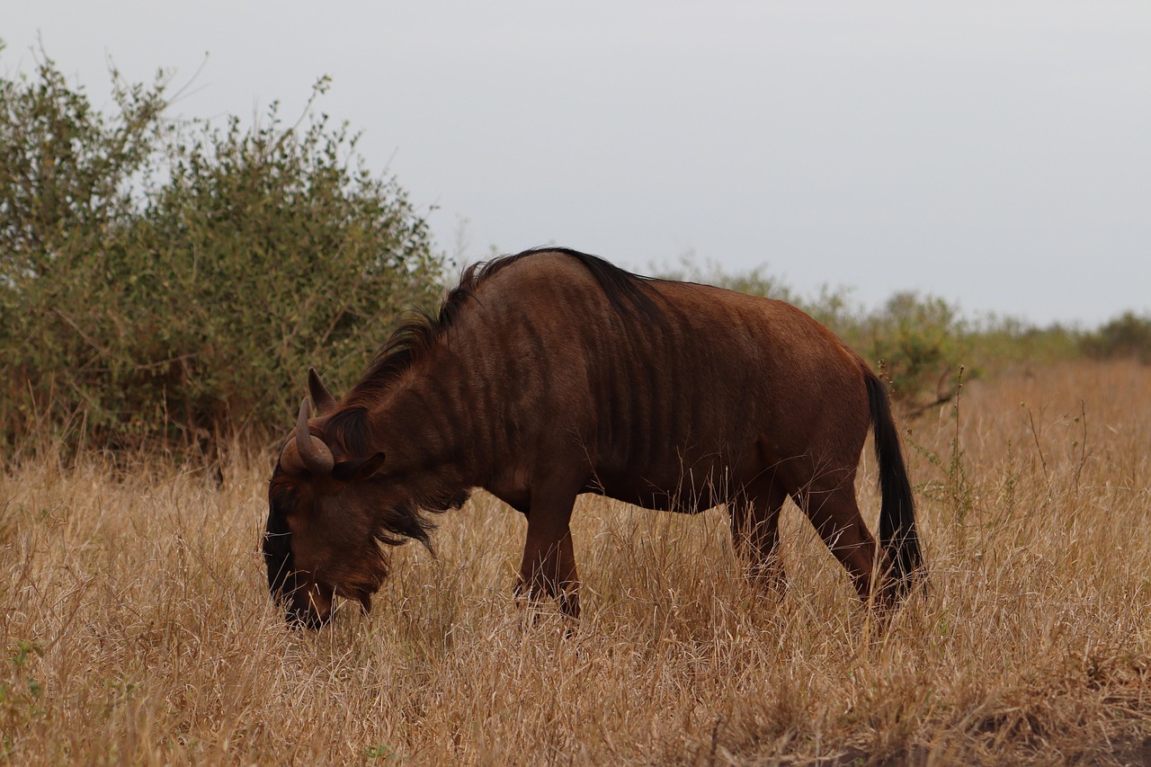 Wildebeest Animal Safari - Free photo on Pixabay - Pixabay