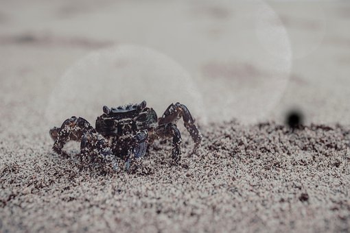 Caranguejo, Animal, Areia, Crustáceo