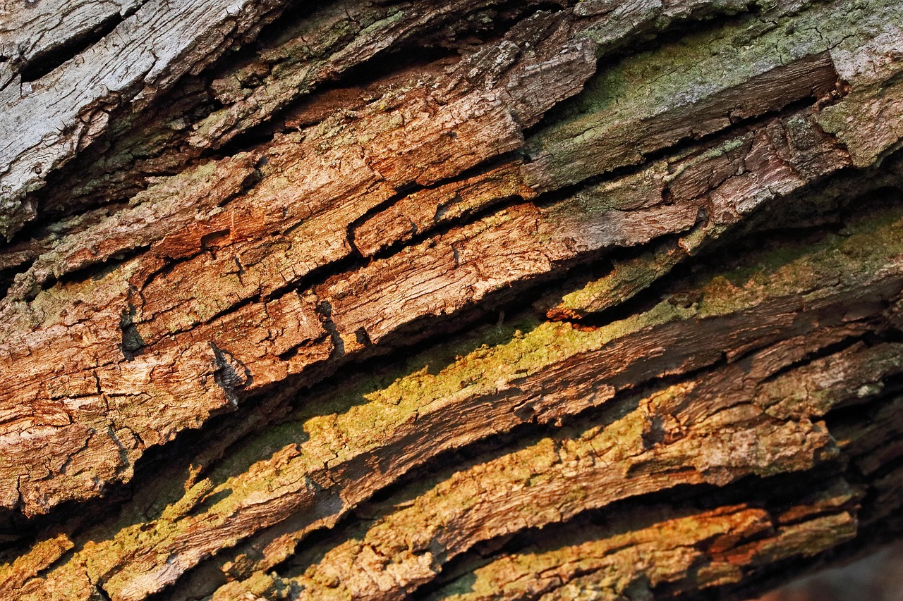 Baumrinde Baumstamm Brown - Kostenloses Foto auf Pixabay - Pixabay