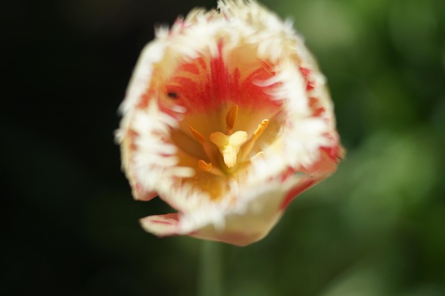 Tulipa, Flor, Pétalas, Pistilo