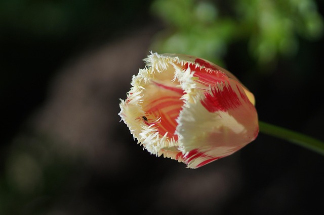 Tulipa, Flor, Pétalas, Flores Bonitas