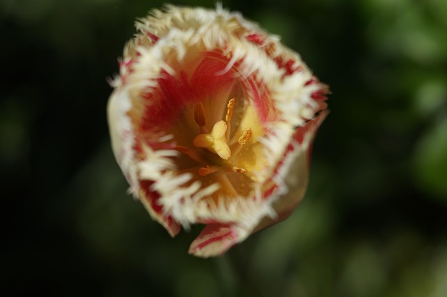 Tulipa, Flor, Pétalas, Flores Bonitas