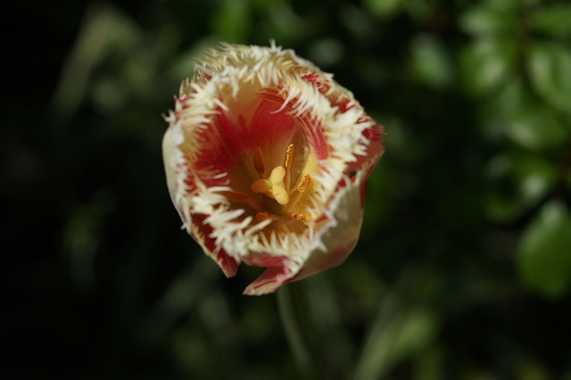 Tulipa, Flor, Pétalas, Pétalas De Tulipa