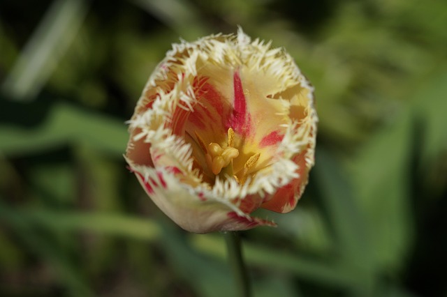 Tulipa, Flor, Papel De Parede De Flores