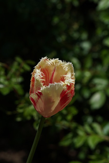 Tulipa, Flor, Pétalas, Pétalas De Tulipa