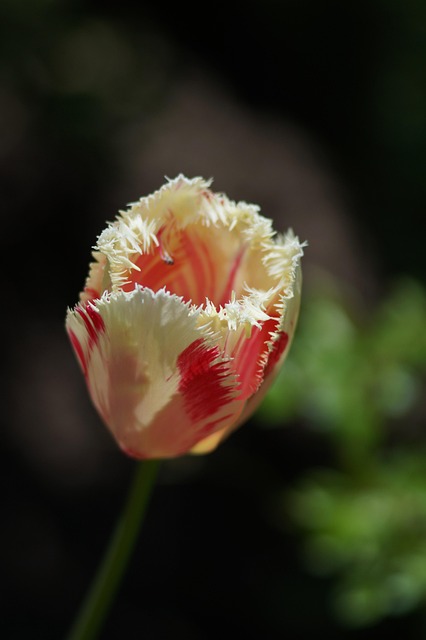 Tulipas, Flores, Pétalas