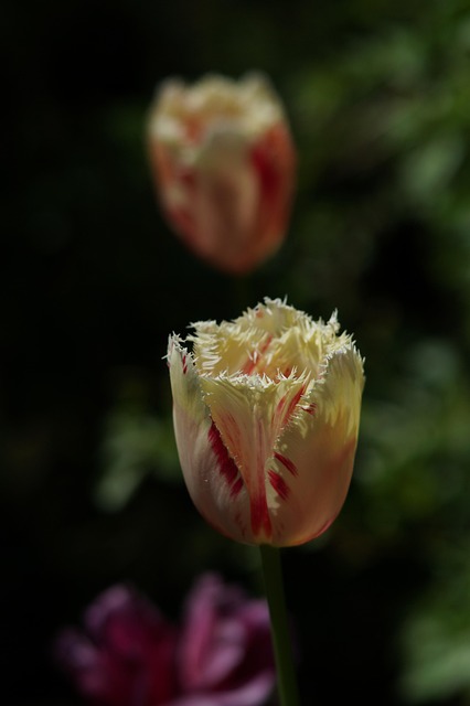 Tulipas, Flores, Pétalas