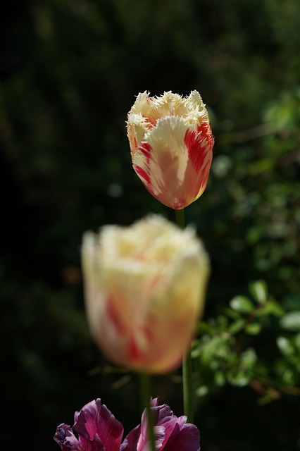 Tulipas, Flores, Pétalas