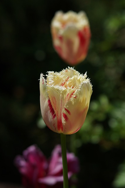 Tulipas, Flores, Pétalas, Flores Bonitas
