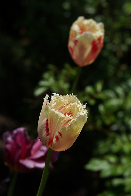 Tulipas, Flores, Pétalas, Flores Bonitas