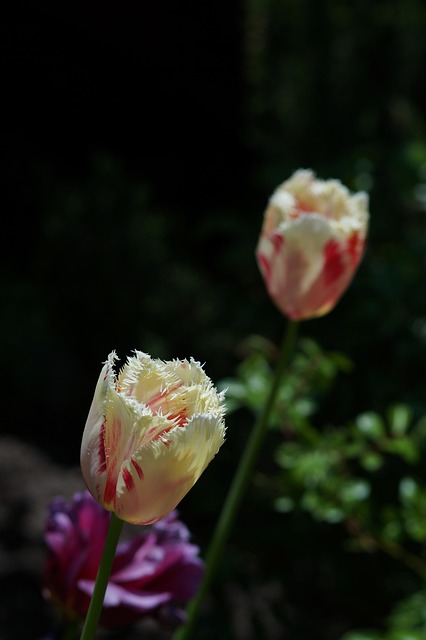 Tulipas, Flores