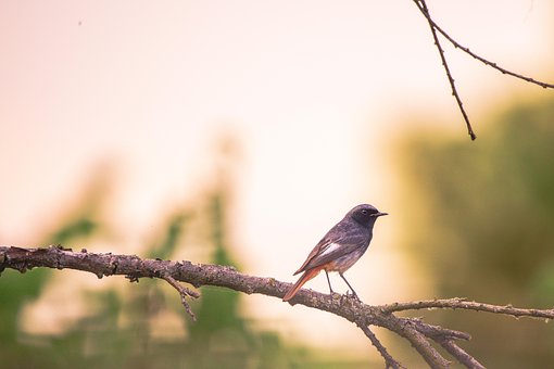 Free Black Redstart Bird photo and picture