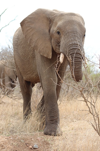 Free Elephant Tusks photo and picture
