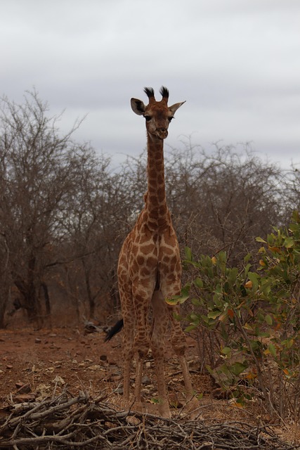 Free Giraffe Animal photo and picture