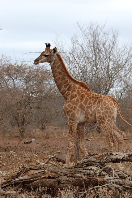 Free Giraffe Animal photo and picture