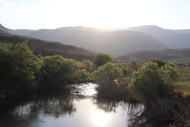 Free River Trees photo and picture