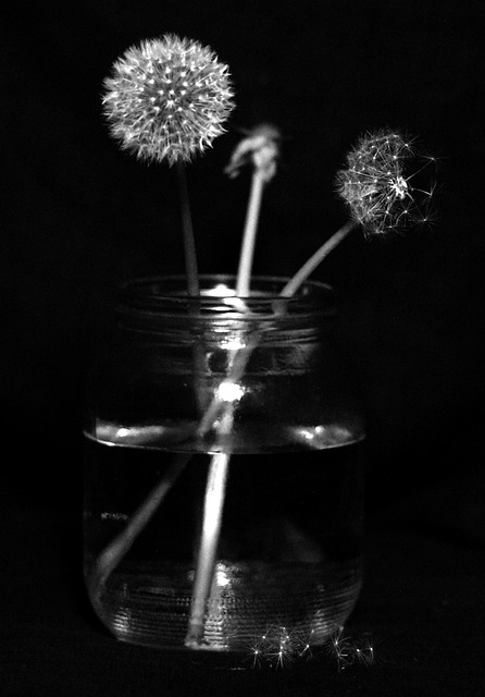 Dente De Leão, Ainda Vida, Flores