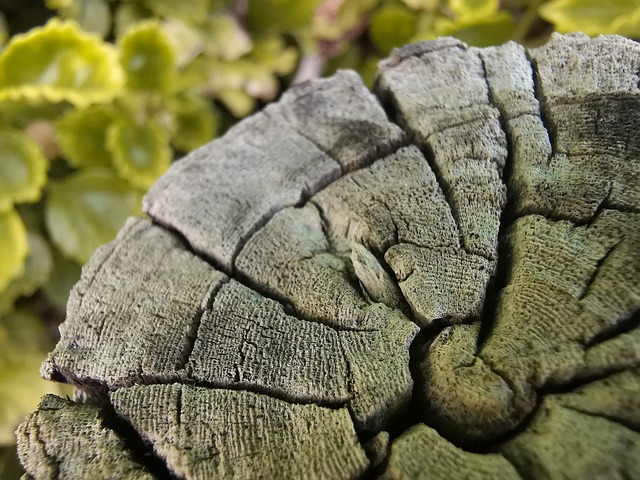 Naturaleza, Madera, Verde