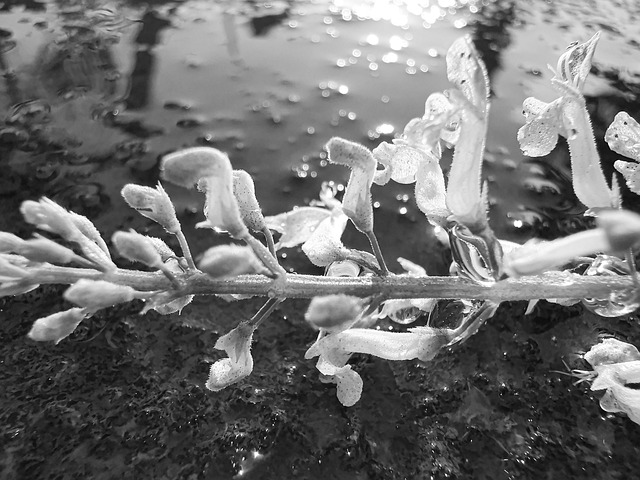 Flores, Agua, Blanco Y Negro, Tarde, Sol