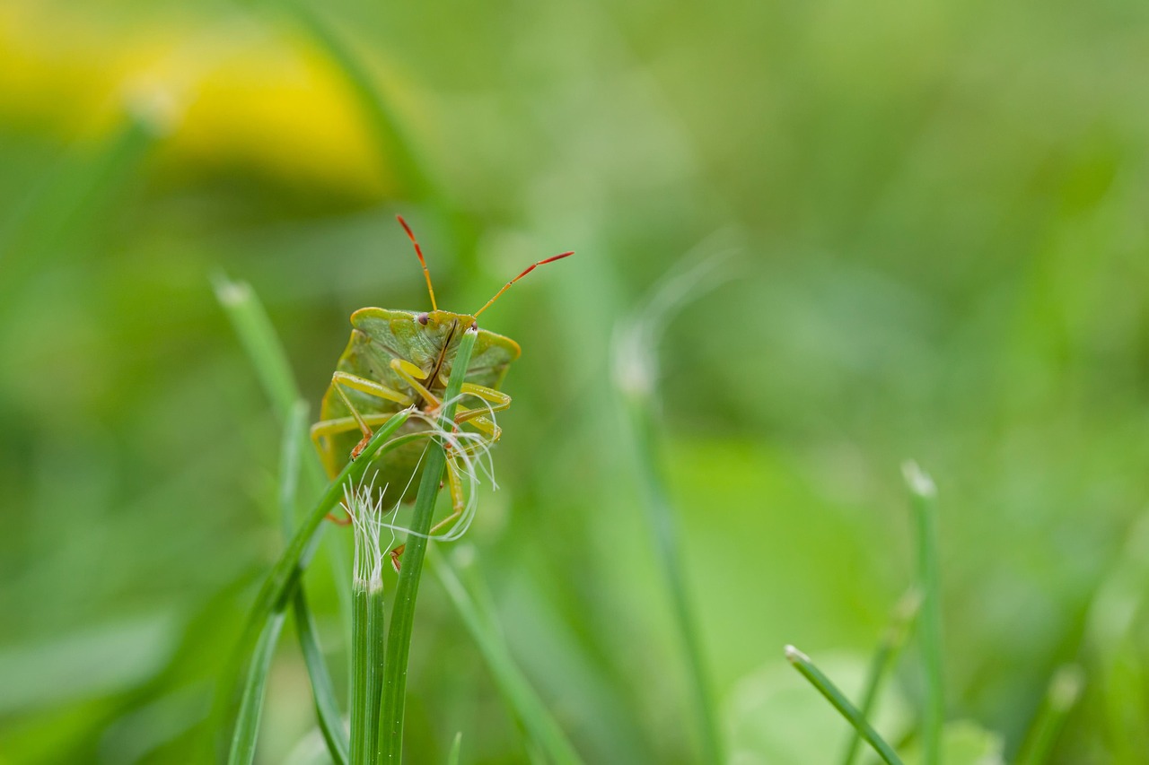 Käfer Insekt - Kostenloses Foto auf Pixabay - Pixabay