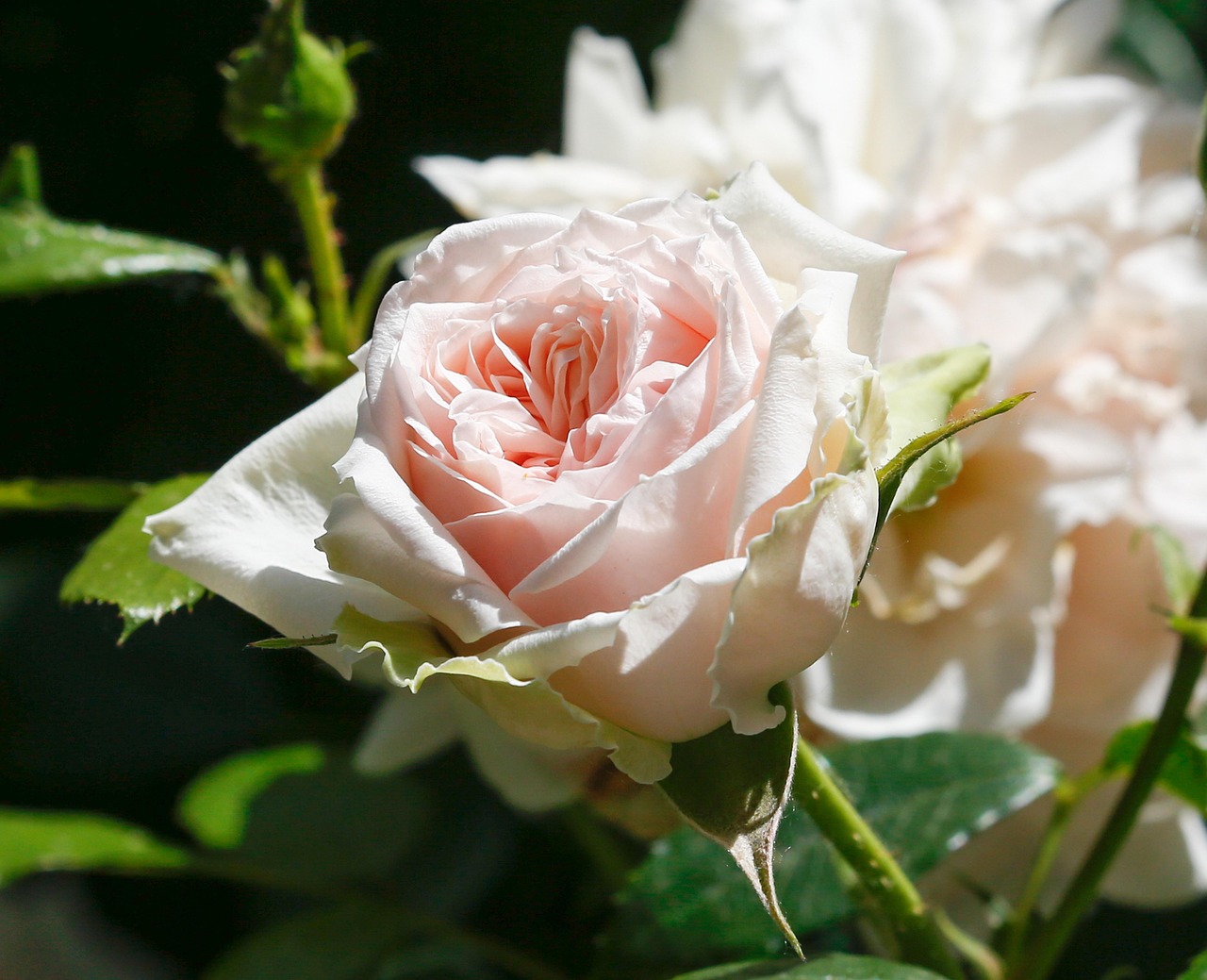 Flowe Roser Rose Flower Blossom - Free photo on Pixabay - Pixabay