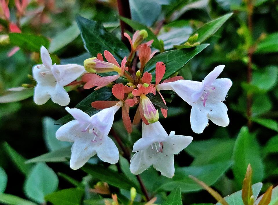 花 林奈 小的 - Pixabay上的免费照片 - Pixabay