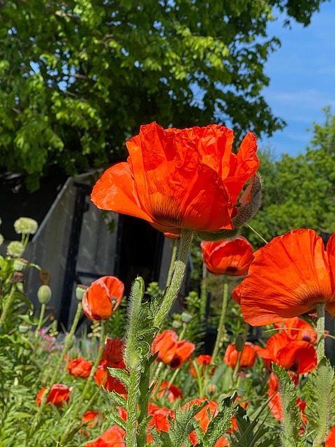 Free Poppies Flowers photo and picture