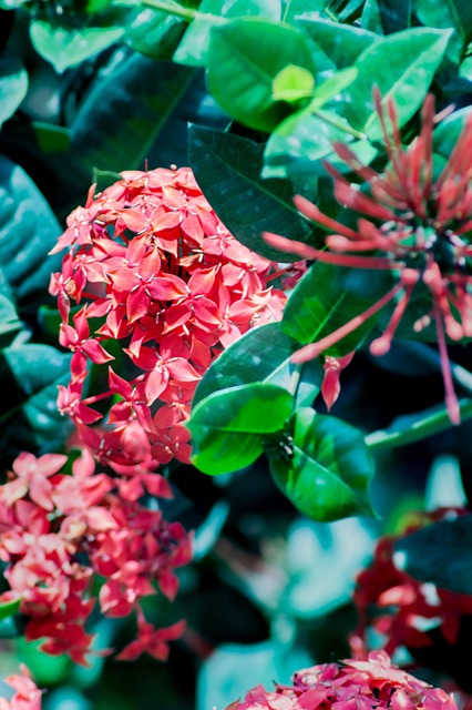 Free Flowers Pink Flowers photo and picture