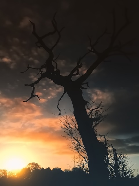 Free Morning Sunrise photo and picture