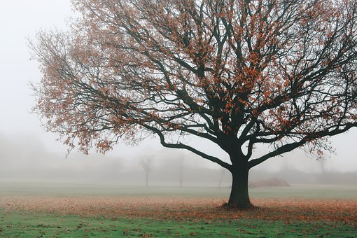 Free Tree Fog photo and picture