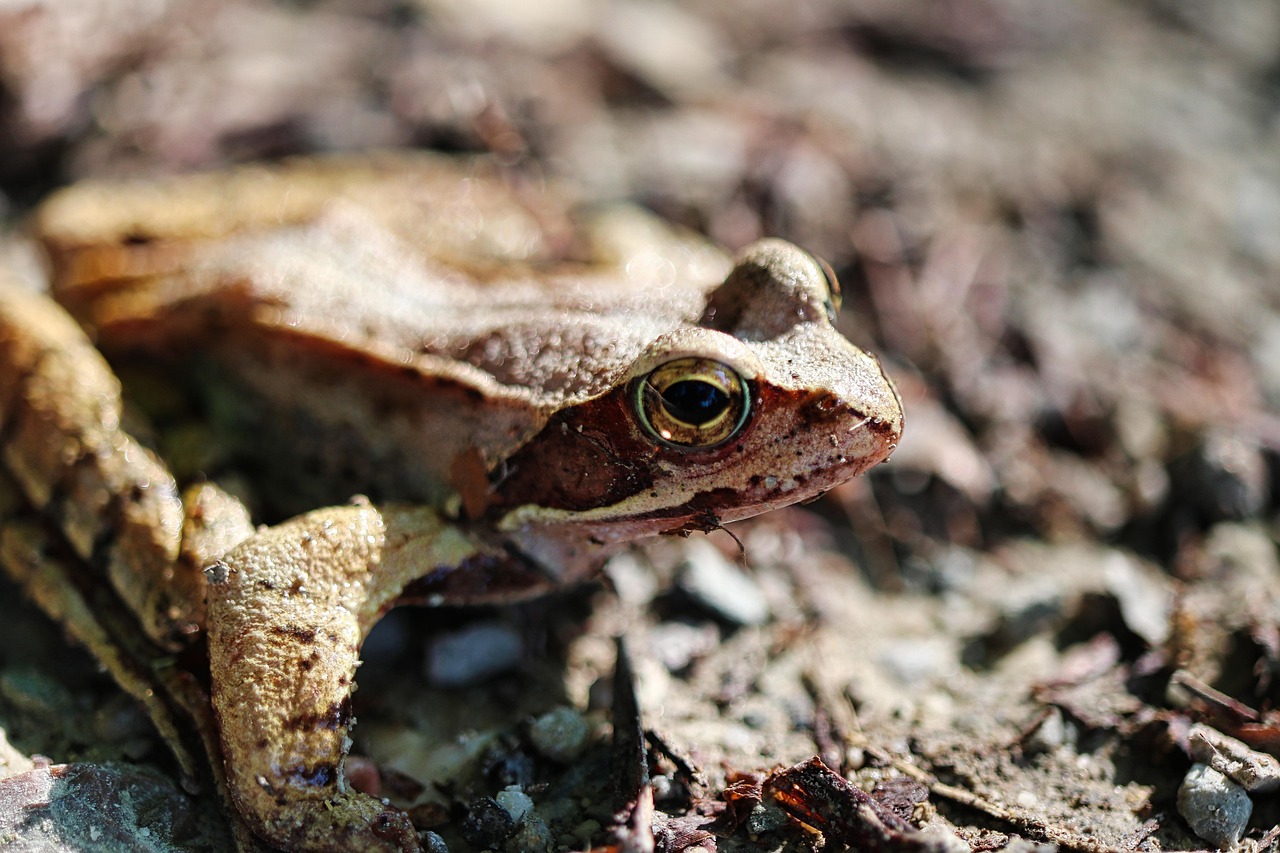 Wood Frog Amphibian Animal - Free photo on Pixabay