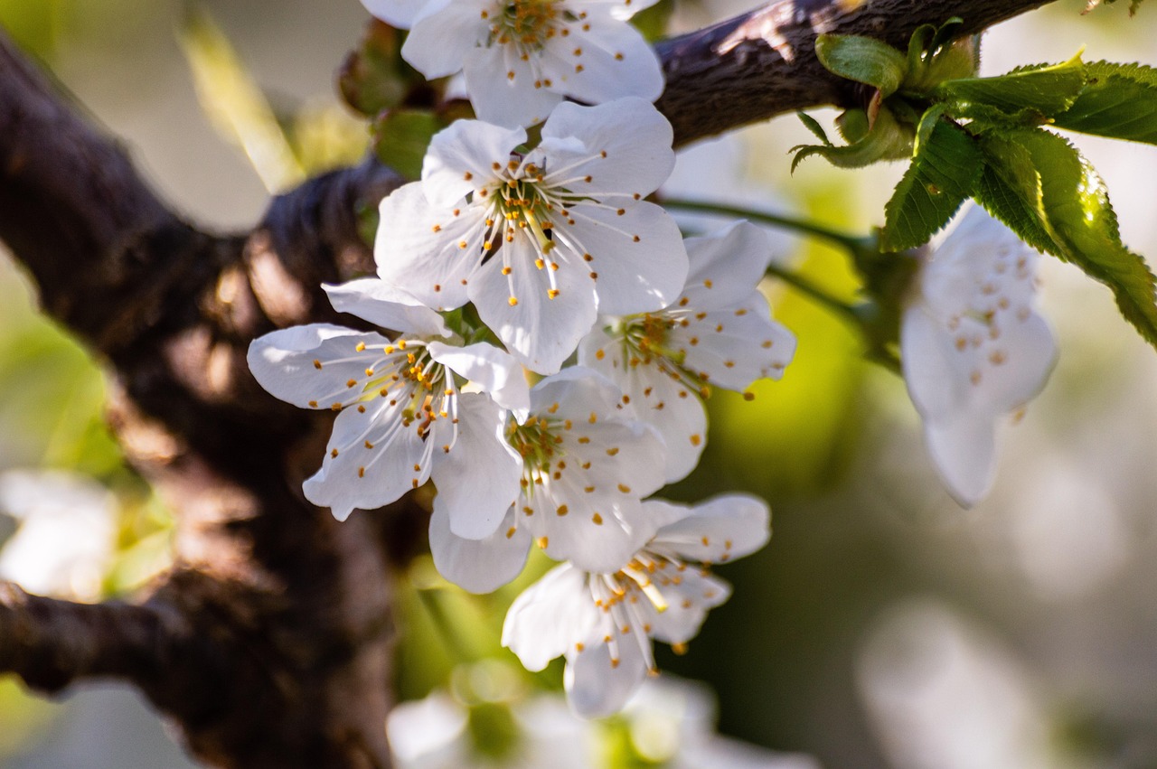 Fleurir Nature - Photo gratuite sur Pixabay - Pixabay