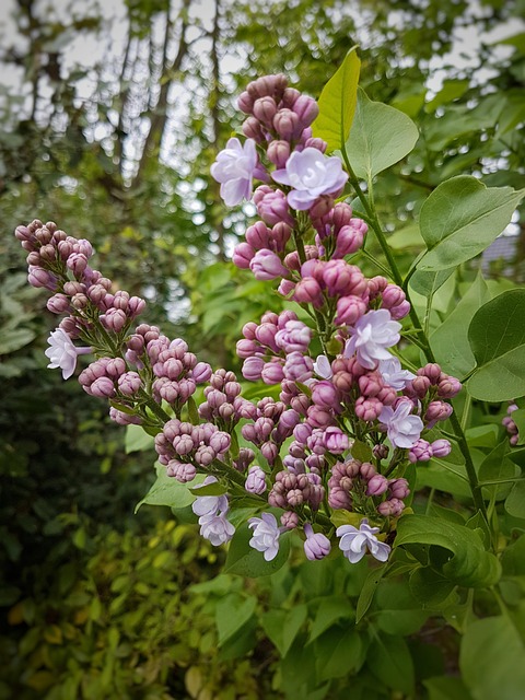 lilla-blomster-plante-gratis-foto-p-pixabay-pixabay