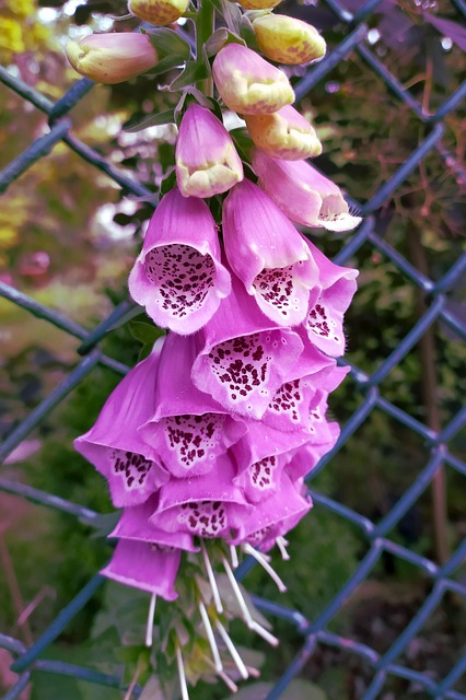 Free Foxgloves Flowers photo and picture