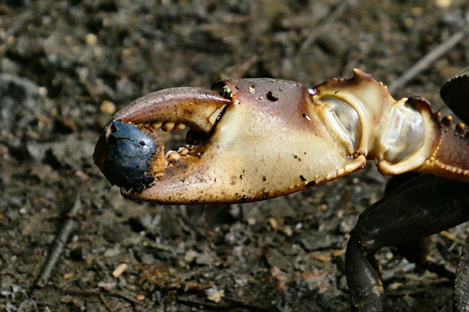 Crab Crustacean Pincers - Free photo on Pixabay