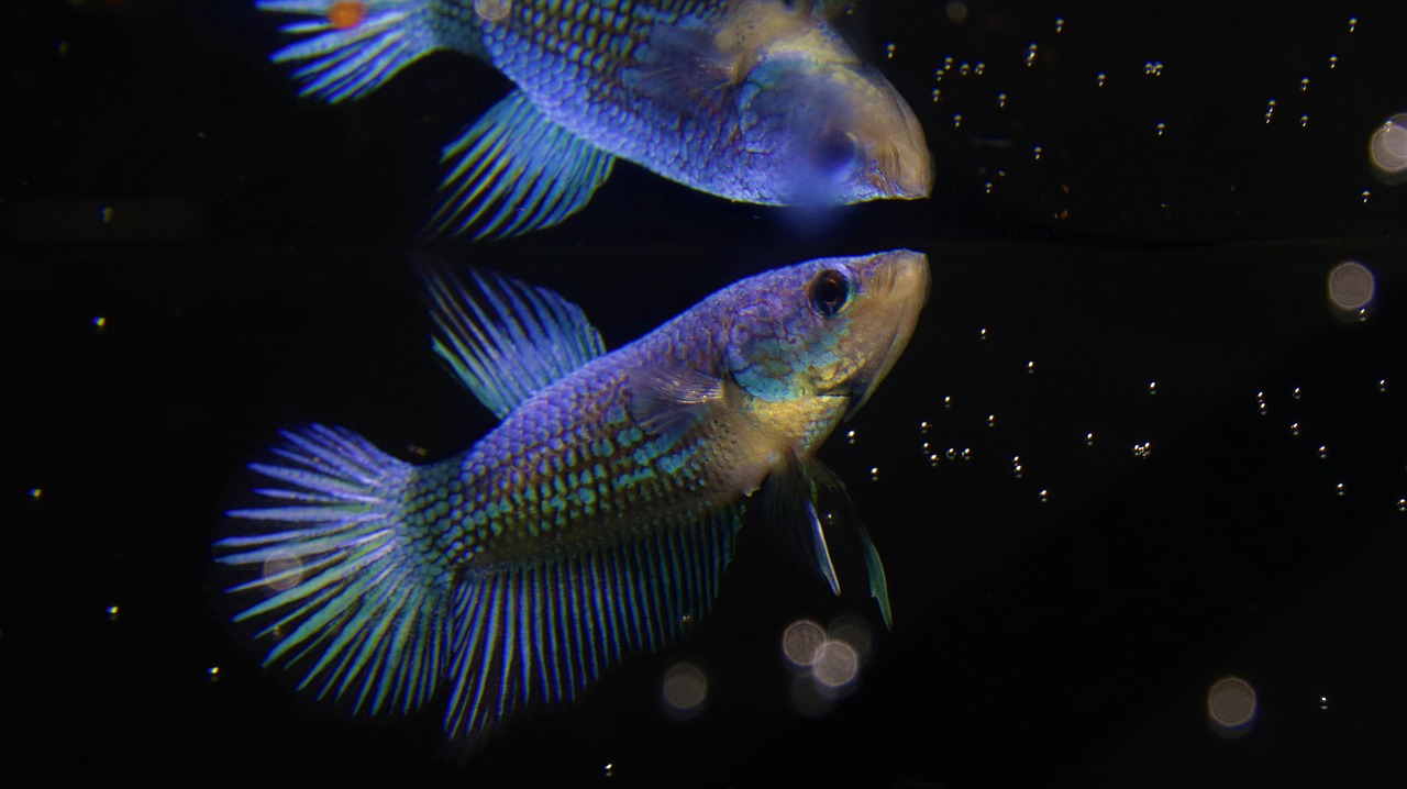 Peixe Roxo Peixe Betta Roxo Beteira Sextavada Plástica Para Peixe Betta
