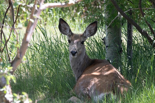 Free Animal Wildlife photo and picture