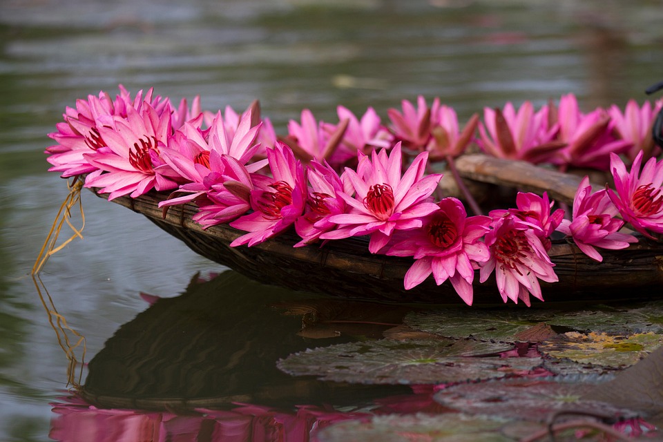 Lotuses Flowers Pink Lotus Free photo on Pixabay
