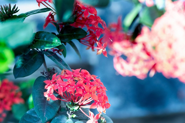 Free Flowers Pink Flowers photo and picture