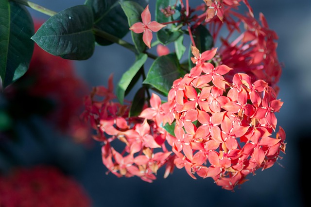 Free Flowers Pink Flowers photo and picture