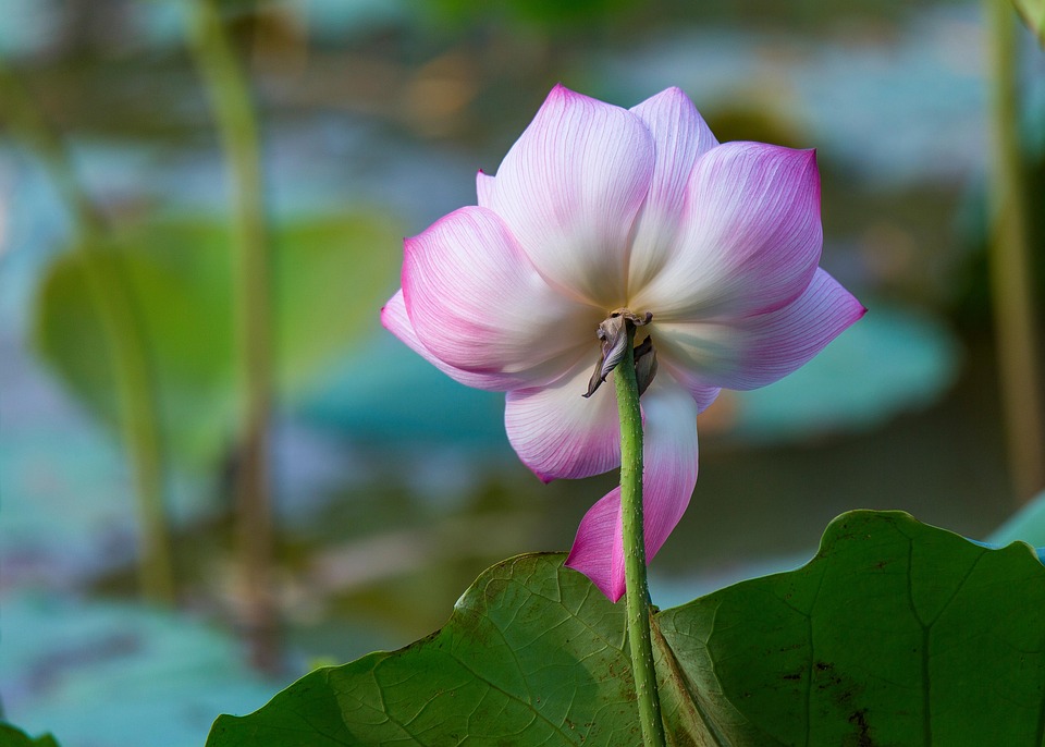 Lotus Roz Lotus Fleur Rose De - Photo gratuite sur Pixabay - Pixabay